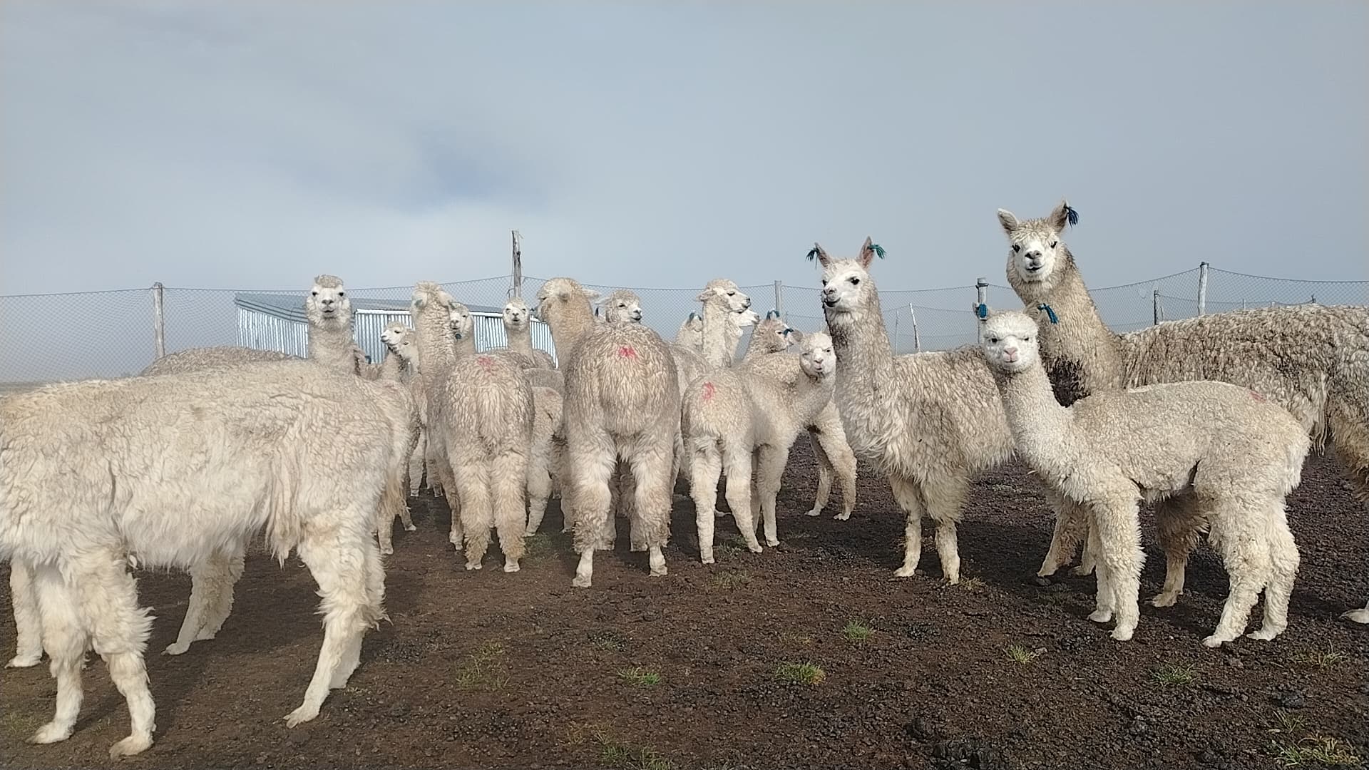 FDI entrega maquinaria al municipio de Pelechuco para construcción de reservorios destinados al consumo animal. Foto: FDI