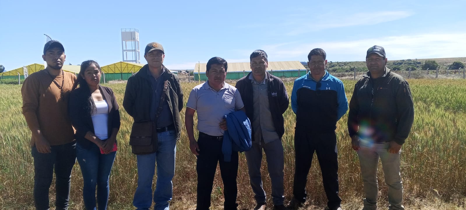 Iniaf impulsa la producción de semillas de trigo y papa en Mojocoya y Zudañez Foto: Iniaf 