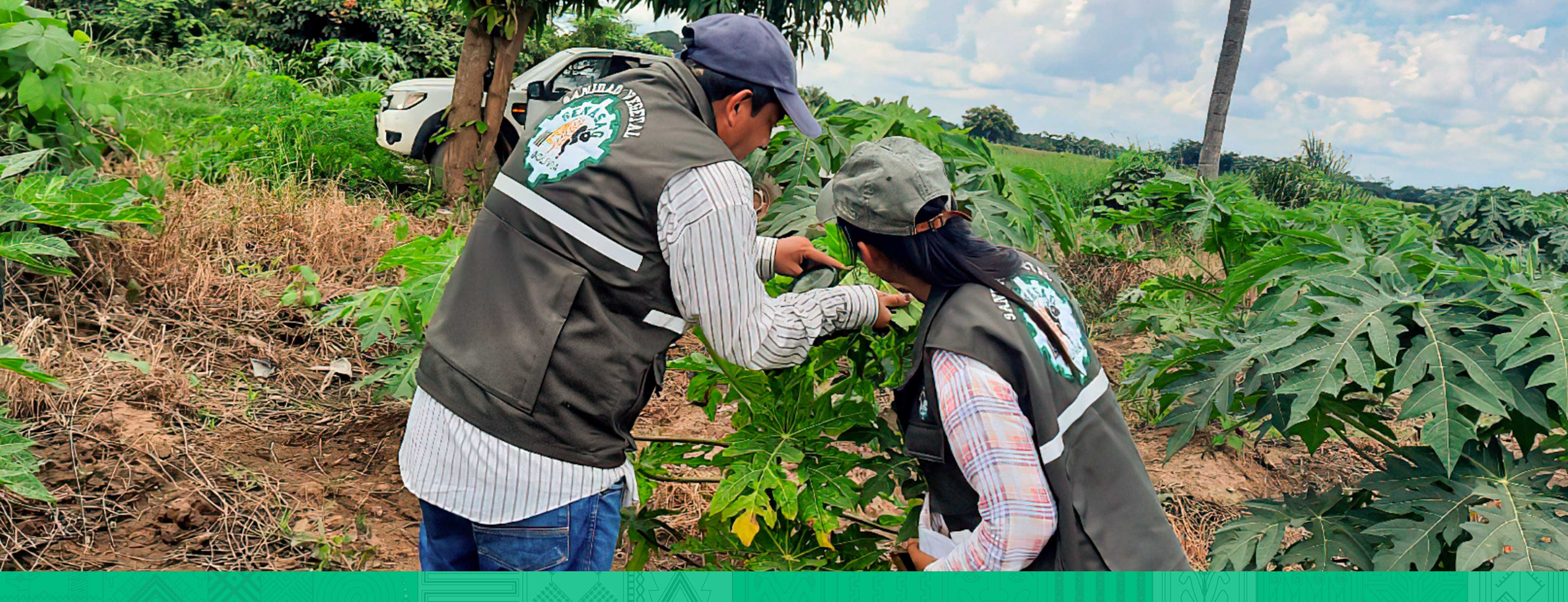 Trabajo de la unidad técnica de Sanidad Vegetal del Senasag en Bolivia. Foto: Senasag