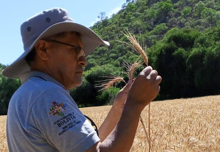 Espiga de trigo de alta calidad genética en Chuquisaca. Foto: Iniaf 
