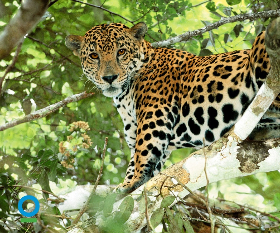 Lanzan convocatoria para Premio al Reportaje sobre Naturaleza en Bolivia 