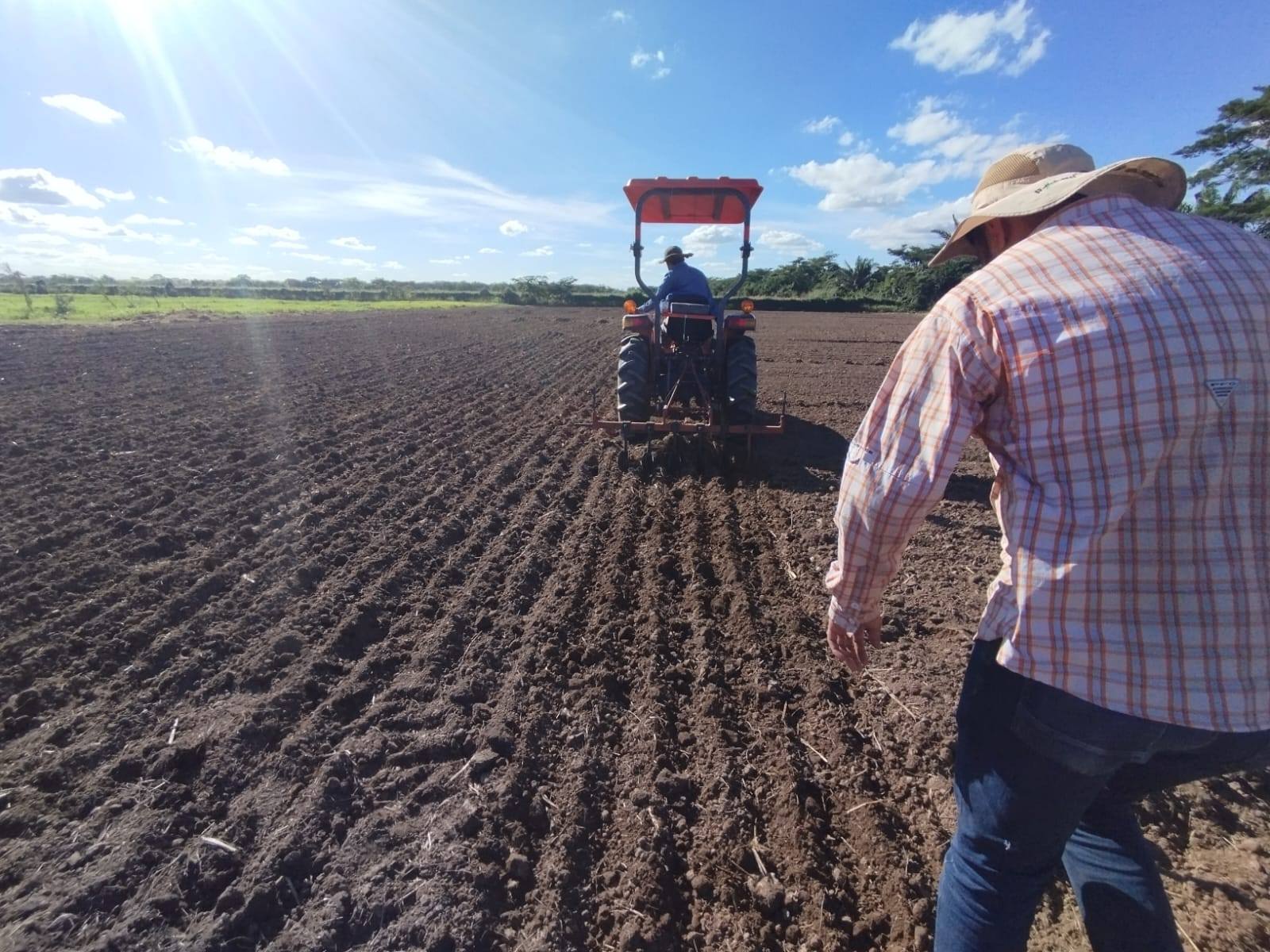 Maquinaria agrícola abriendo surcos para la multiplicación de semillas genéticas de trigo en Okinawa Uno, Santa Cruz. Foto: Iniaf
