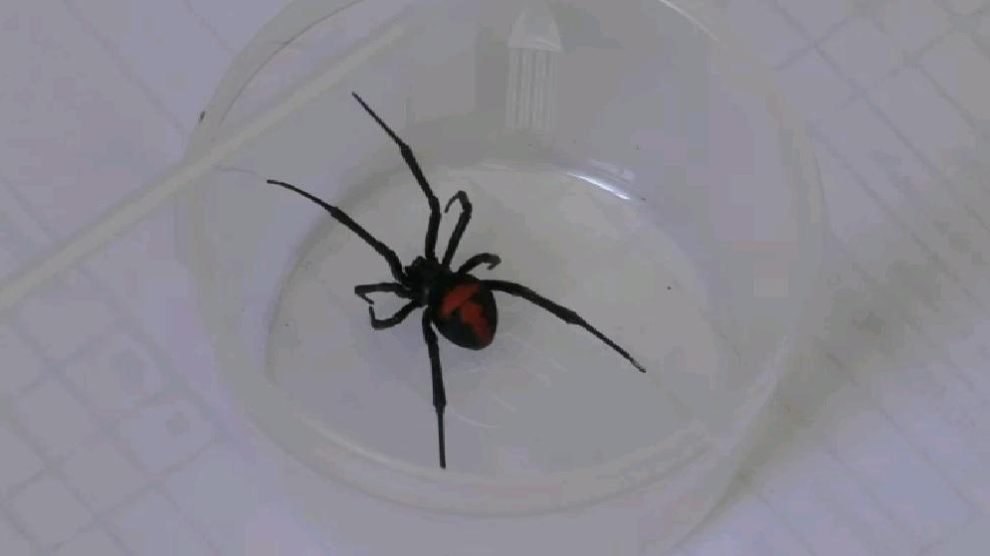 Oruro reporta 25 casos de picaduras de araña viuda negra en lo que va de 2025