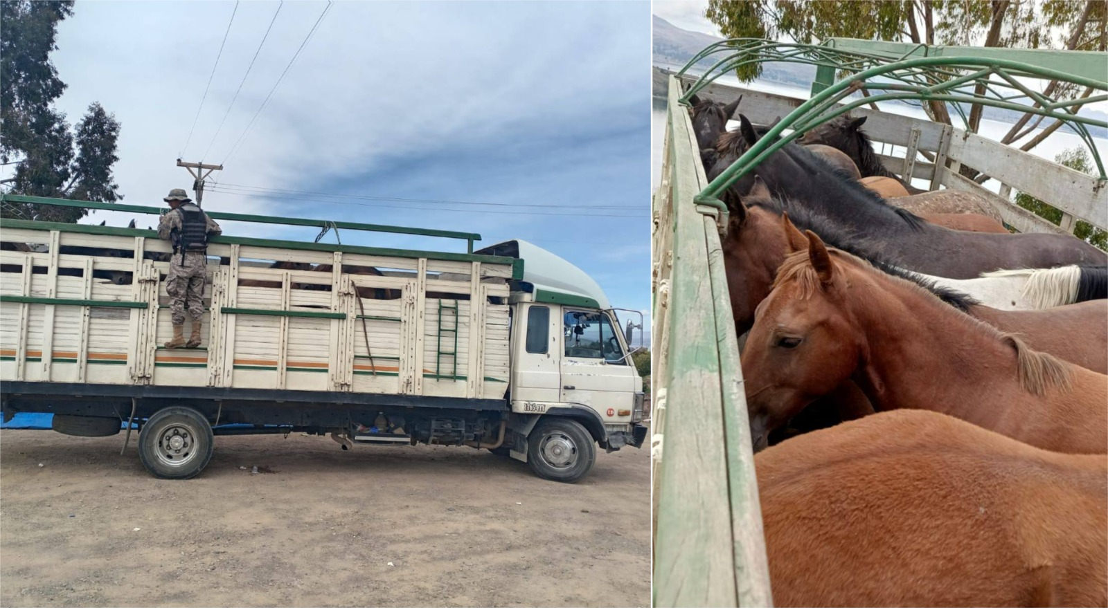 Interceptan 2 camiones que transportaban 28 cabezas de ganado equino en el sector lacustre. Foto: Armada Boliviana 