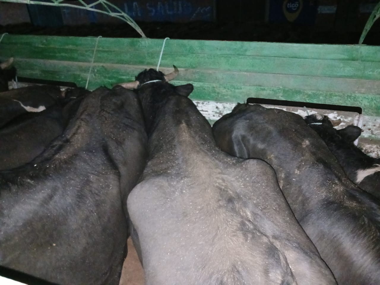 En tres semanas comisan 43 cabezas de ganado de contrabando destinados a Perú