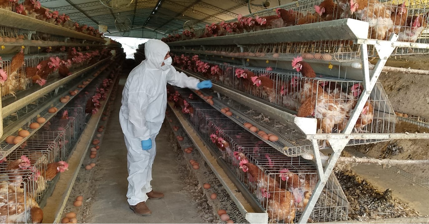 En Bolivia descartan casos de gripe aviar, pero refuerzan control en fronteras y ferias