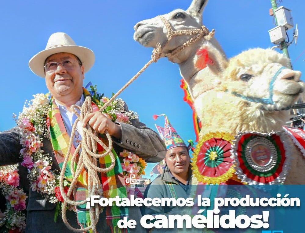 Pro Camélidos invirtió más de Bs 166 millones en beneficio de 25.000 familias productoras en La Paz, Oruro y Potosí