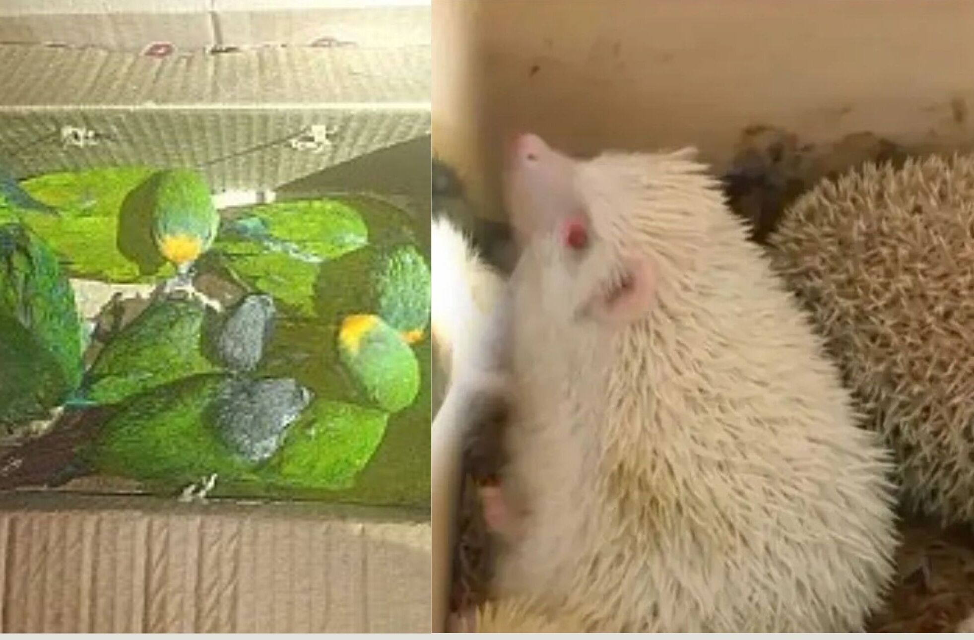 Pofoma desarticula red de tráfico de animales: Rescatan loros amazónicos y erizos en Cochabamba y Oruro