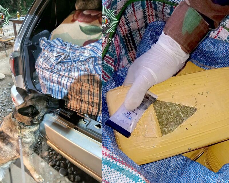 Can antidroga detecta marihuana oculta en un trufi interprovincial en Entre Ríos y hay dos aprehendidos 