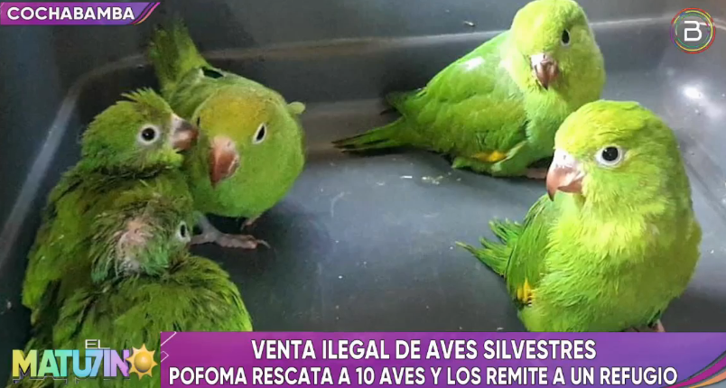Pofoma rescata 10 loritos con alas cortadas que eran comercializados ilegalmente en la feria de Punata