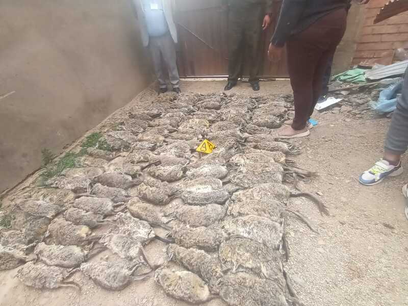 Fiscalía pide la detención preventiva de dos personas por tráfico de 581 vizcachas en Oruro