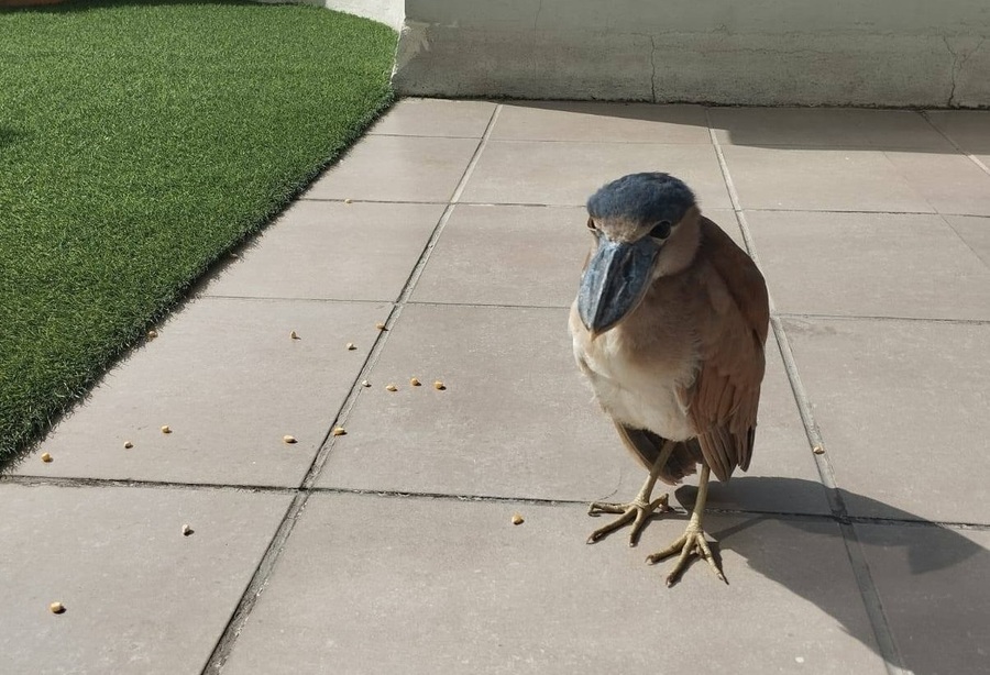 Rescatan a una garza pico de bota en Sopocachi y la trasladan al Bioparque Vesty Pakos