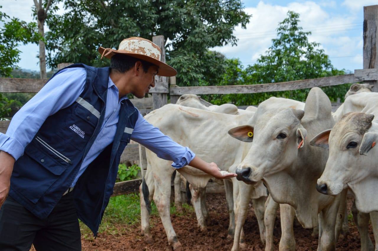 Gobierno entrega vaquillas y toros reproductores a 250 pequeños productores de Palos Blancos 