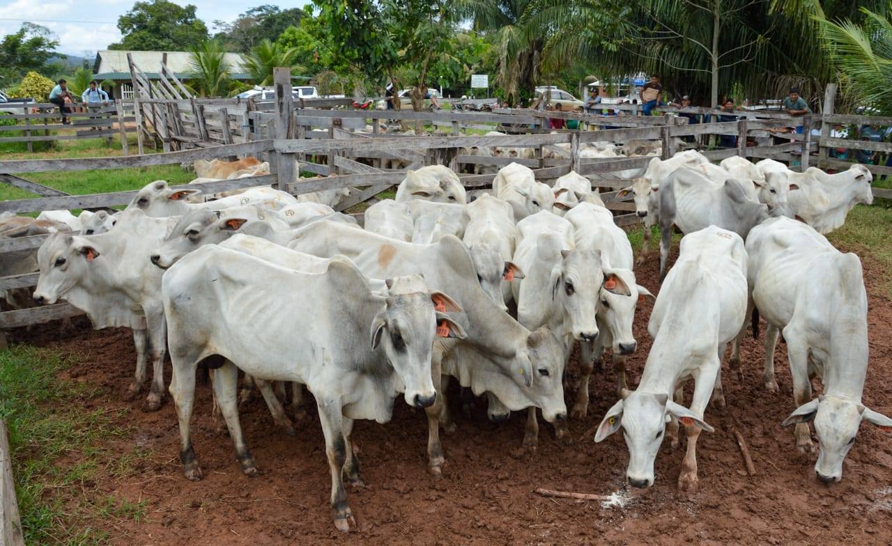 Gobierno entrega vaquillas y toros reproductores a 250 pequeños productores de Palos Blancos 