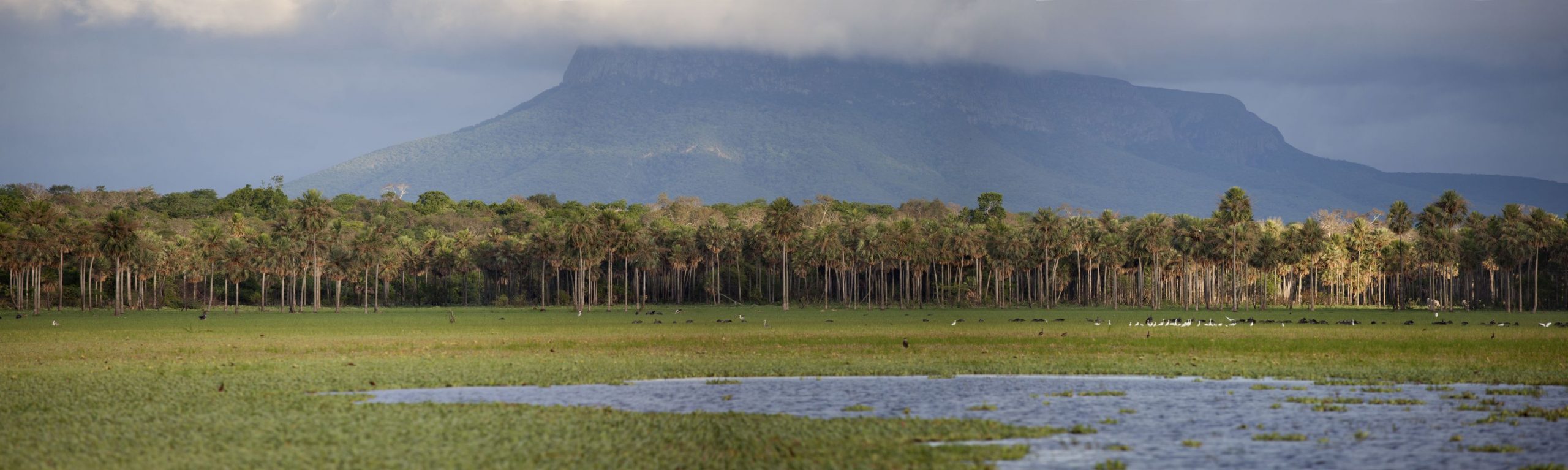El gran Kaa-Iya, el área protegida nacional más grande del país. Foto Sernap