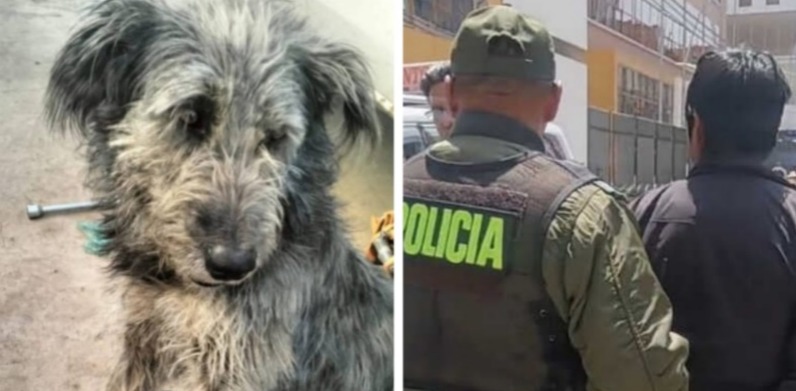 Biocida de un cachorro en El Alto será enviado a San Pedro y aún se busca a un segundo implicado