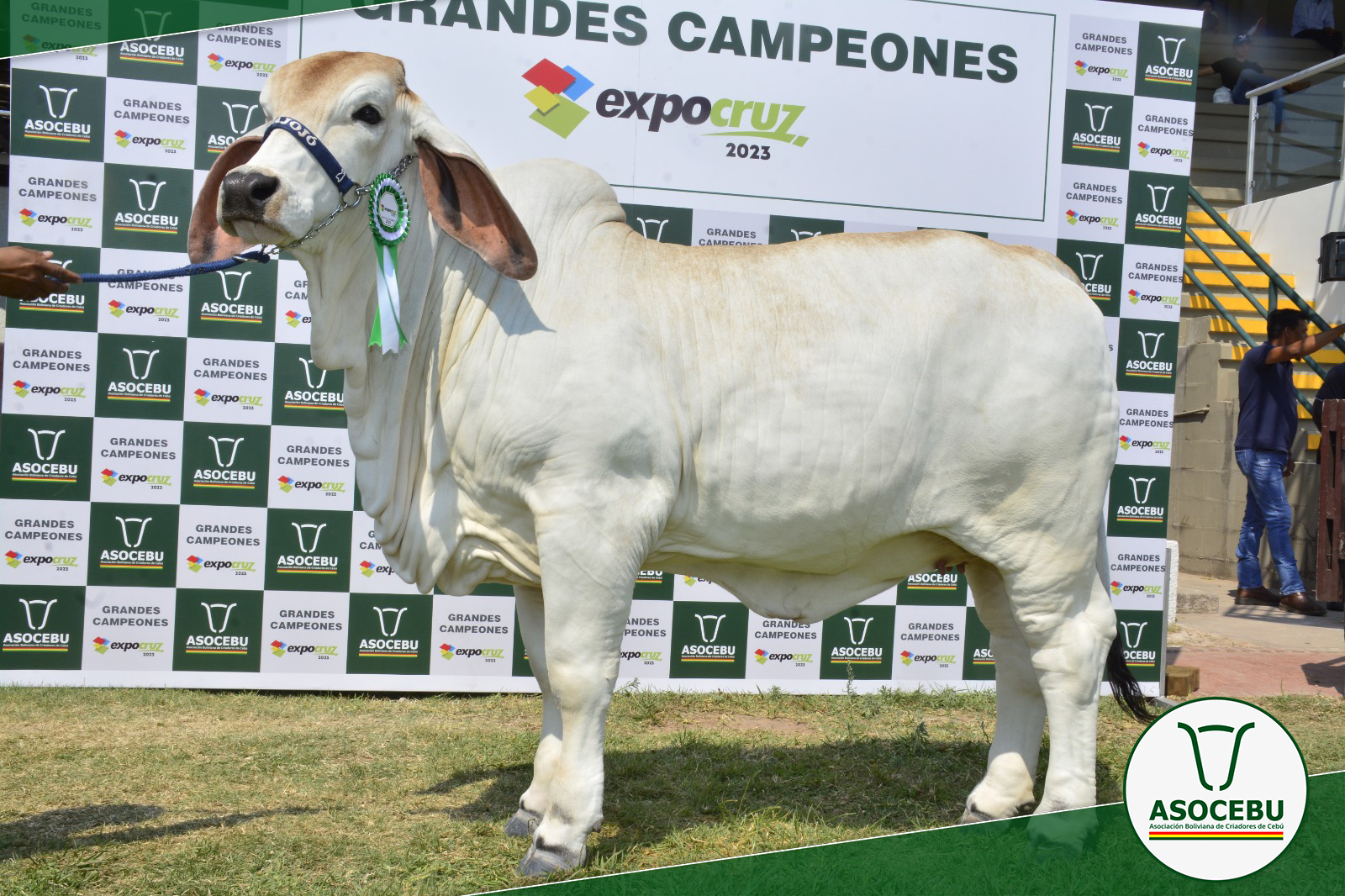 Bolivia se posiciona como exportador de genética bovina de alta calidad para ocho países