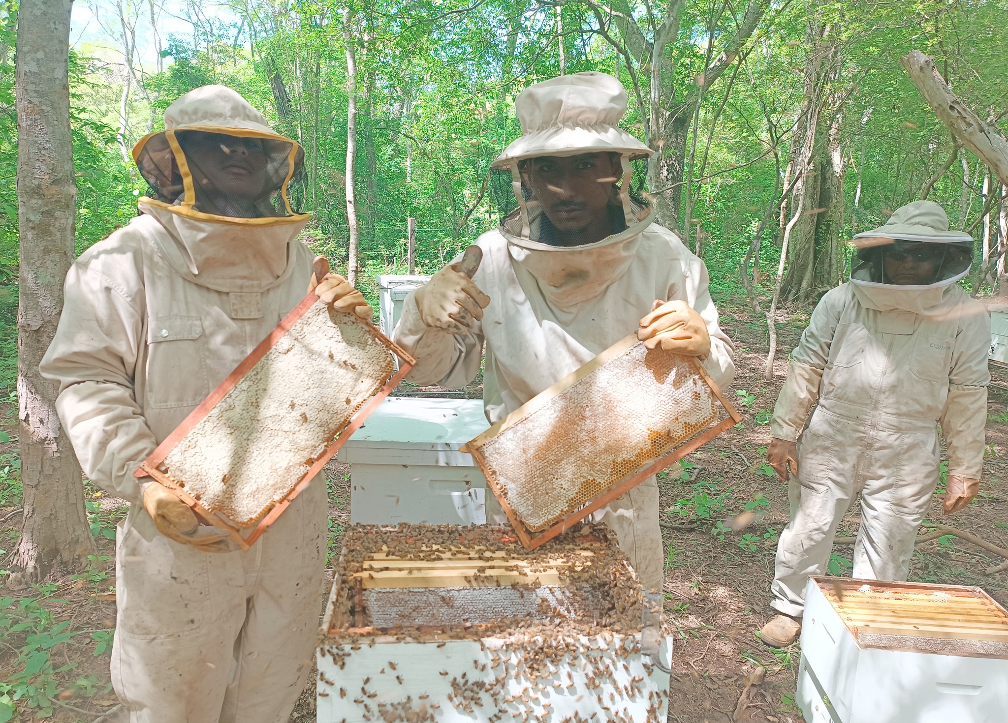 Chuquisaca alcanza producción de 1.100 toneladas de miel por año y proyecta exportación