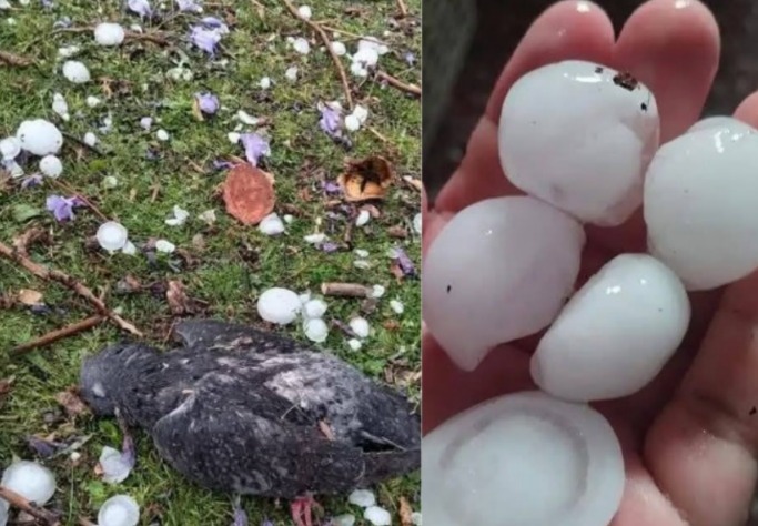 Tarija es afectada por una granizada de gran magnitud y las autoridades evalúan los daños