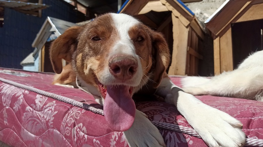 Más de 500 brigadas municipales censarán perros y gatos en La Paz para actualizar políticas de bienestar animal