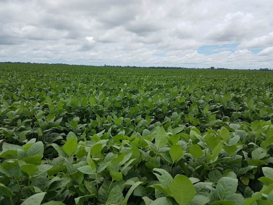 Bolivia liberó 82 variedades de semillas mejoradas para aumentar la productividad y garantizar la seguridad alimentaria