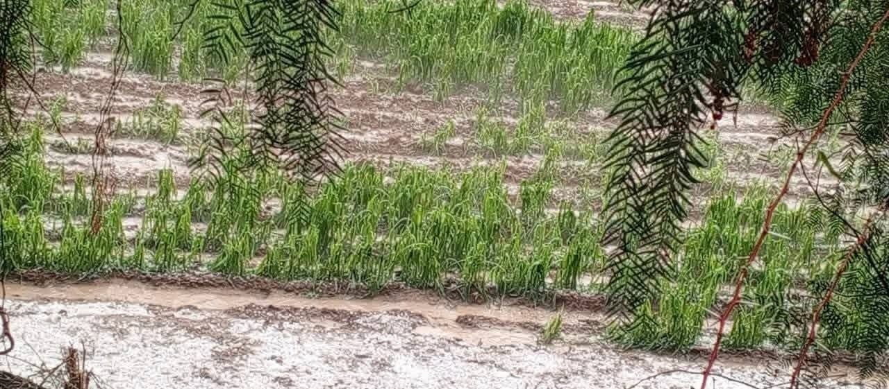 Una fuerte granizada daña cultivos en Yunchará; pobladores piden ayuda