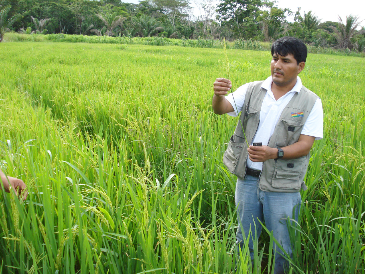 Emapa prevé acopiar 380.000 toneladas de trigo y maíz para la seguridad alimentaria en 2023