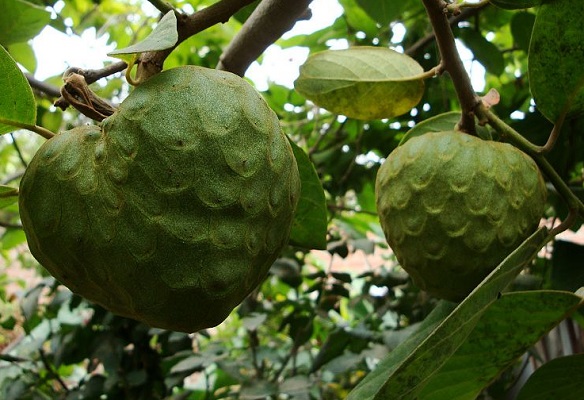 Presidente propone industrializar la chirimoya y cebolla en Mizque