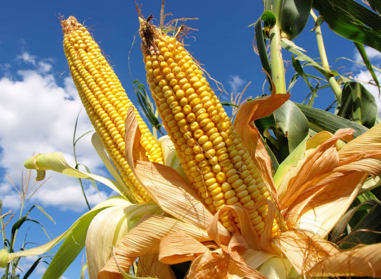 ABI - Bolivia mantiene un superávit en la producción de maíz por más de  tres años