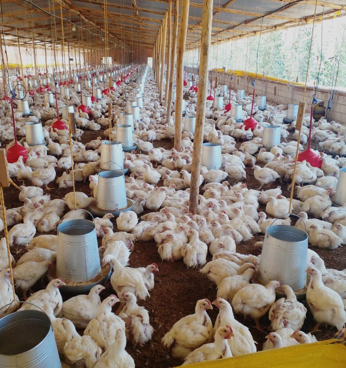 Emapa acopia maíz “día y noche” para garantizar 100.000 toneladas al sector pecuario