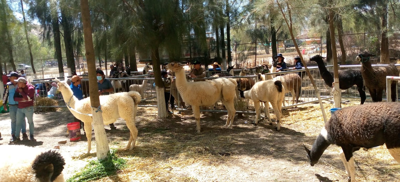 Productores de seis departamentos participarán en la XII Feria Nacional de Camélidos