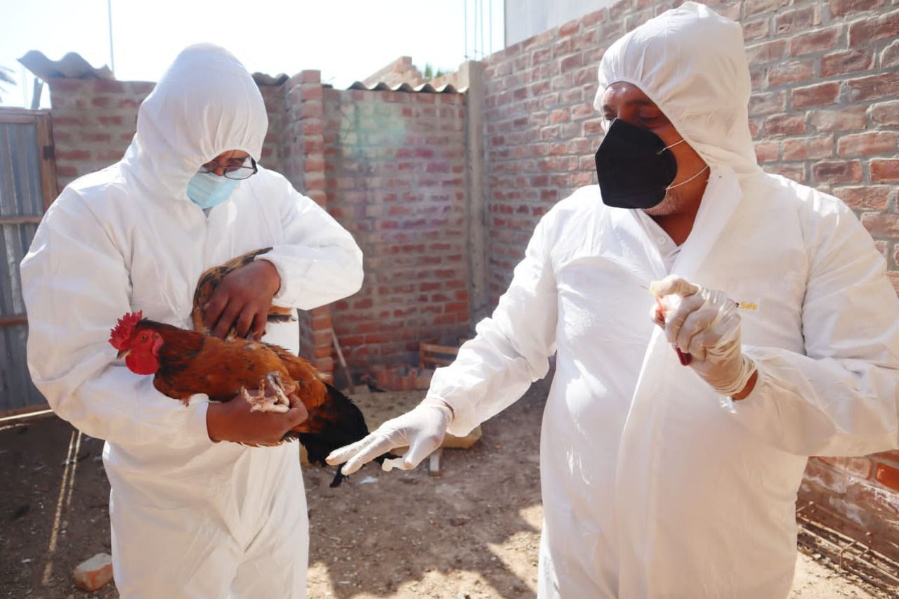 Bloques regionales activan nueve acciones para fortalecer la vigilancia epidemiológica contra la influenza aviar
