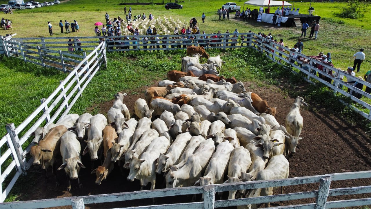 Gobierno entrega ganando bovino a pequeños ganaderos de Yapacaní
