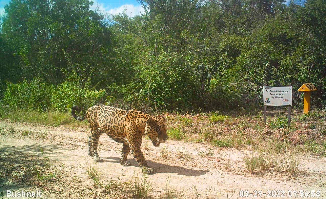 ABI Gas TransBoliviano impulsa acciones para conservar al jaguar