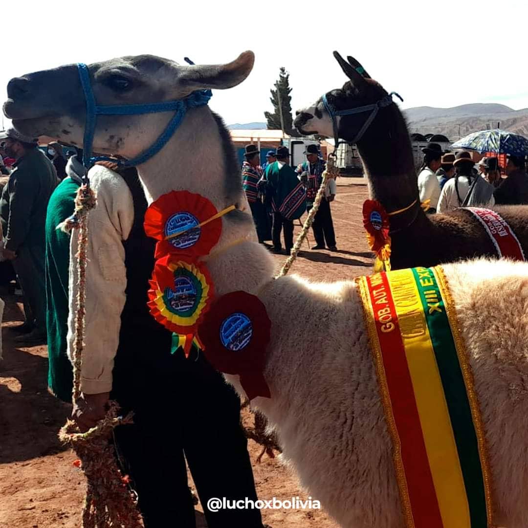 Gobierno fortalece con Bs 5,4 millones la economía de familias productoras de camélidos en Oruro