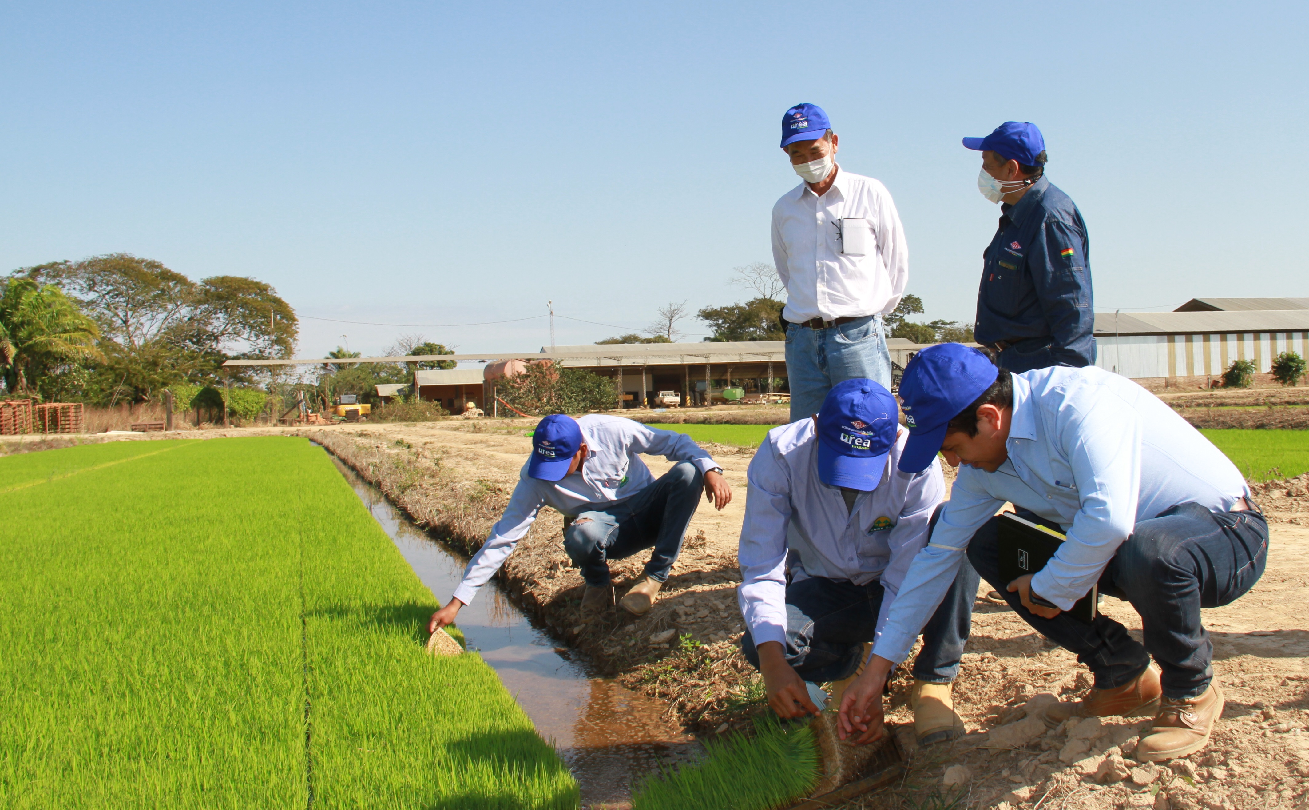 Productores arroceros de colonia japonesa adquieren 1.875 toneladas de urea de YPFB