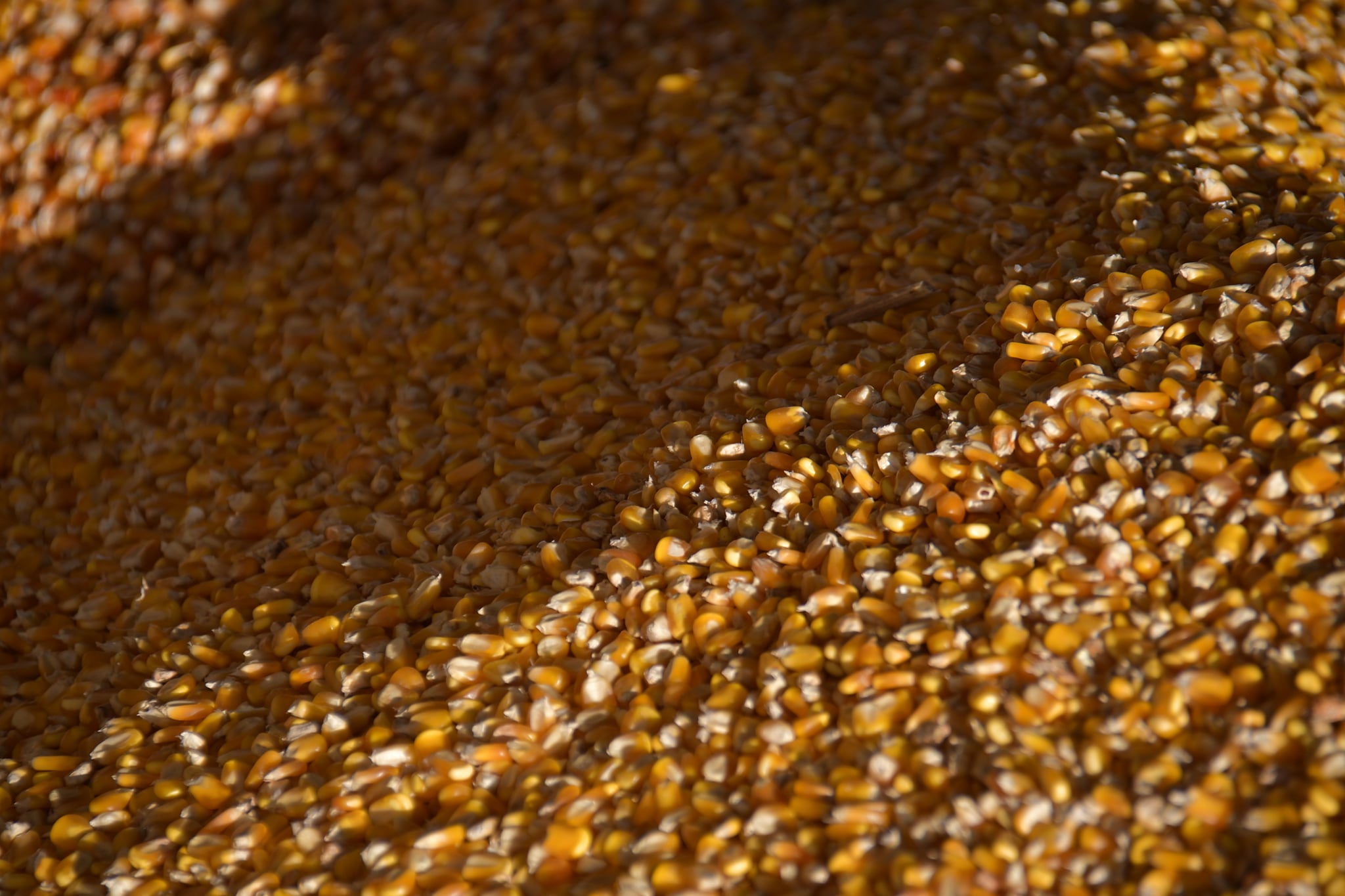 Gobierno descubre que intermediarios ocultan maíz