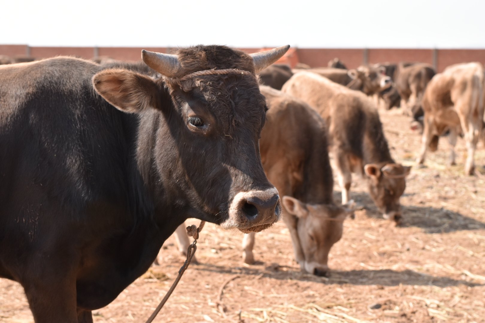 Gobierno entrega 308 torillos a productores del municipio de Guaqui