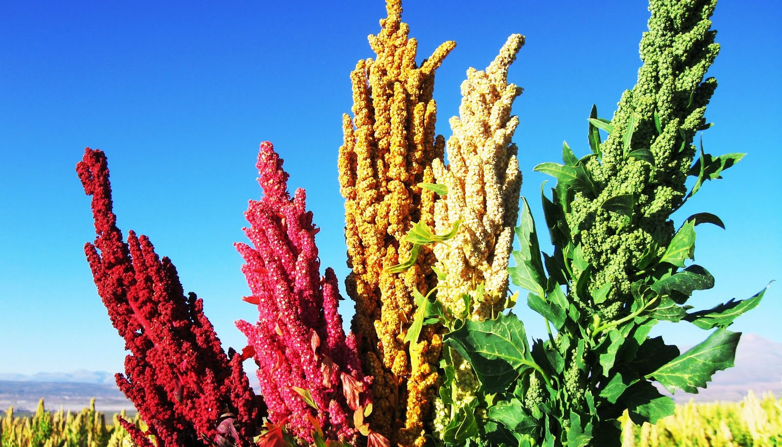 Gobierno y quinueros coinciden en implementar innovación científica y tecnológica en la producción