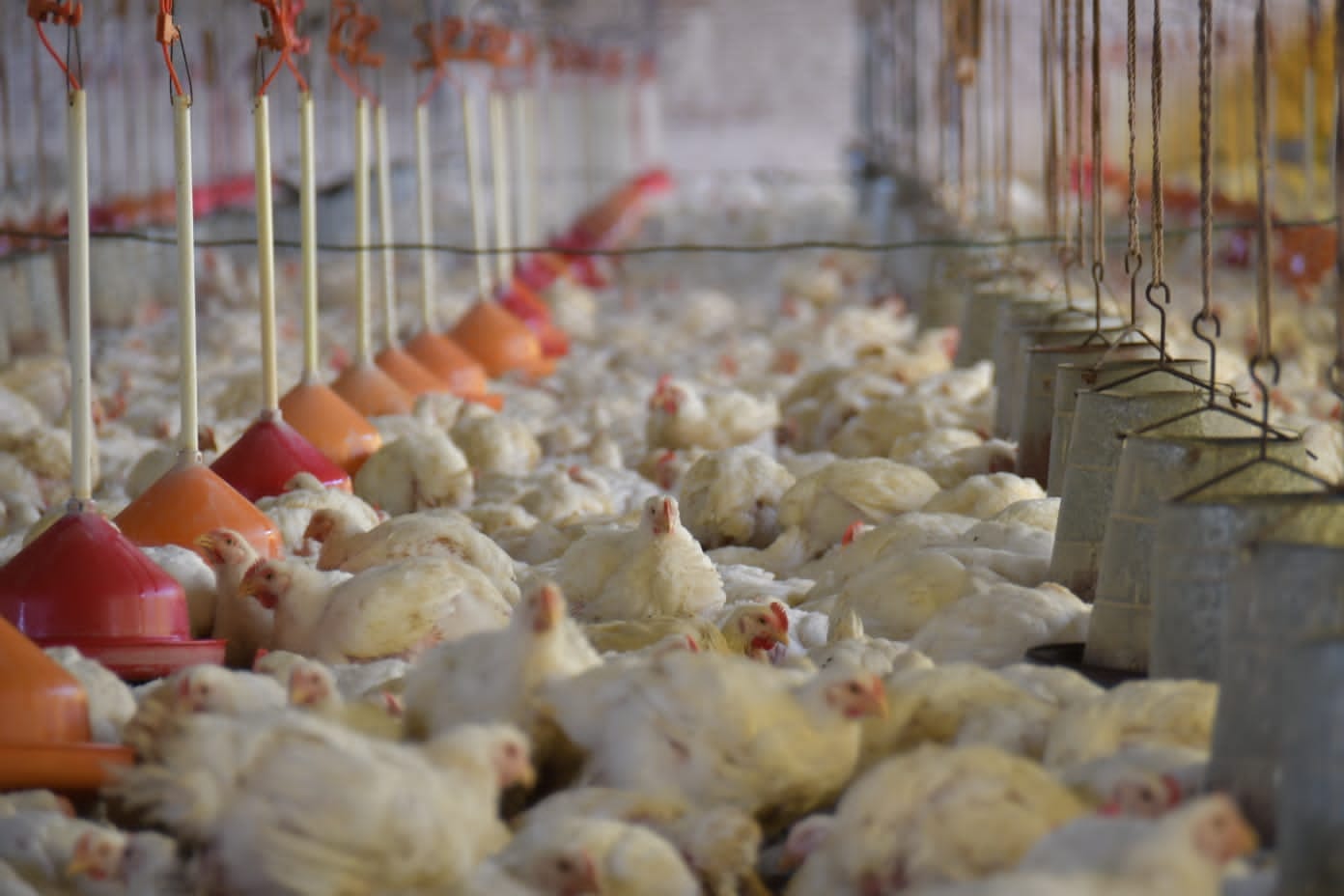 Avicultores alertan cierre de granjas por falta de alimento a consecuencia del paro cruceño