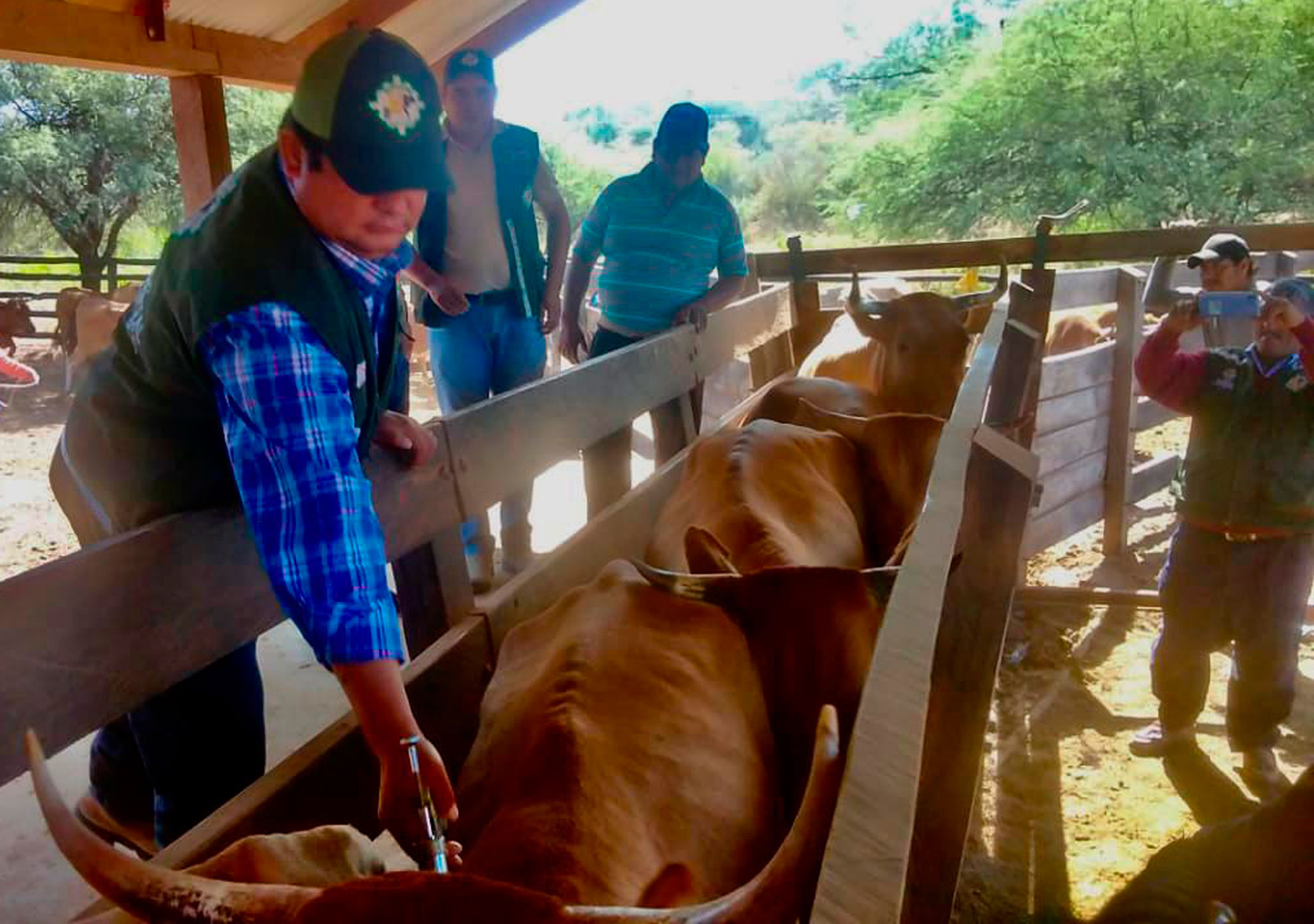 Campaña de vacunación en el norte de La Paz llegará a 59.000 cabezas de ganado