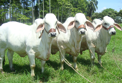 Organizan el Primer Congreso Mundial de Ganaderos en Santa Cruz