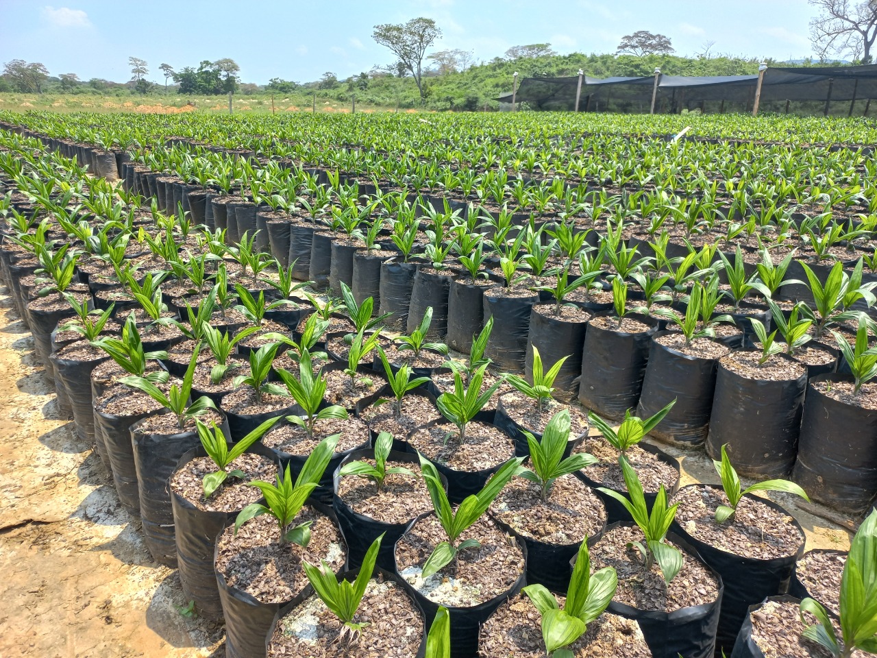 Gobierno crea el Programa de Producción de Especies Oleíferas con Bs 402,7 millones de presupuesto