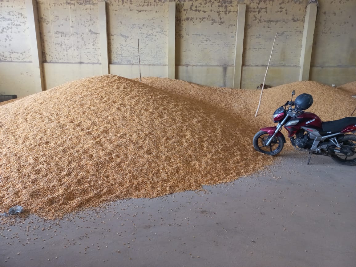 Defensa del Consumidor anuncia querella penal por agio y especulación de maíz en Santa Cruz