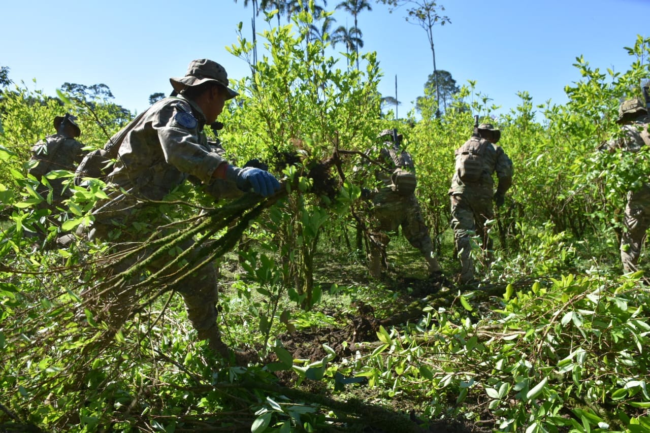 Bolivia superará las 10.000 hectáreas de hoja de coca excedentaria erradicada 