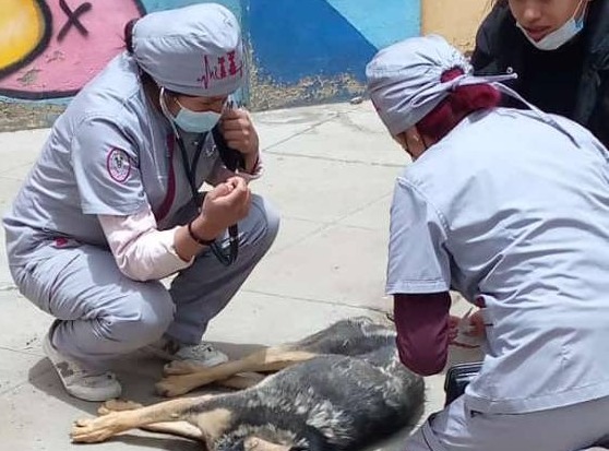 Especialista realizará necropsia a los restos de dos canes que murieron en la Universidad Pública de El Alto 