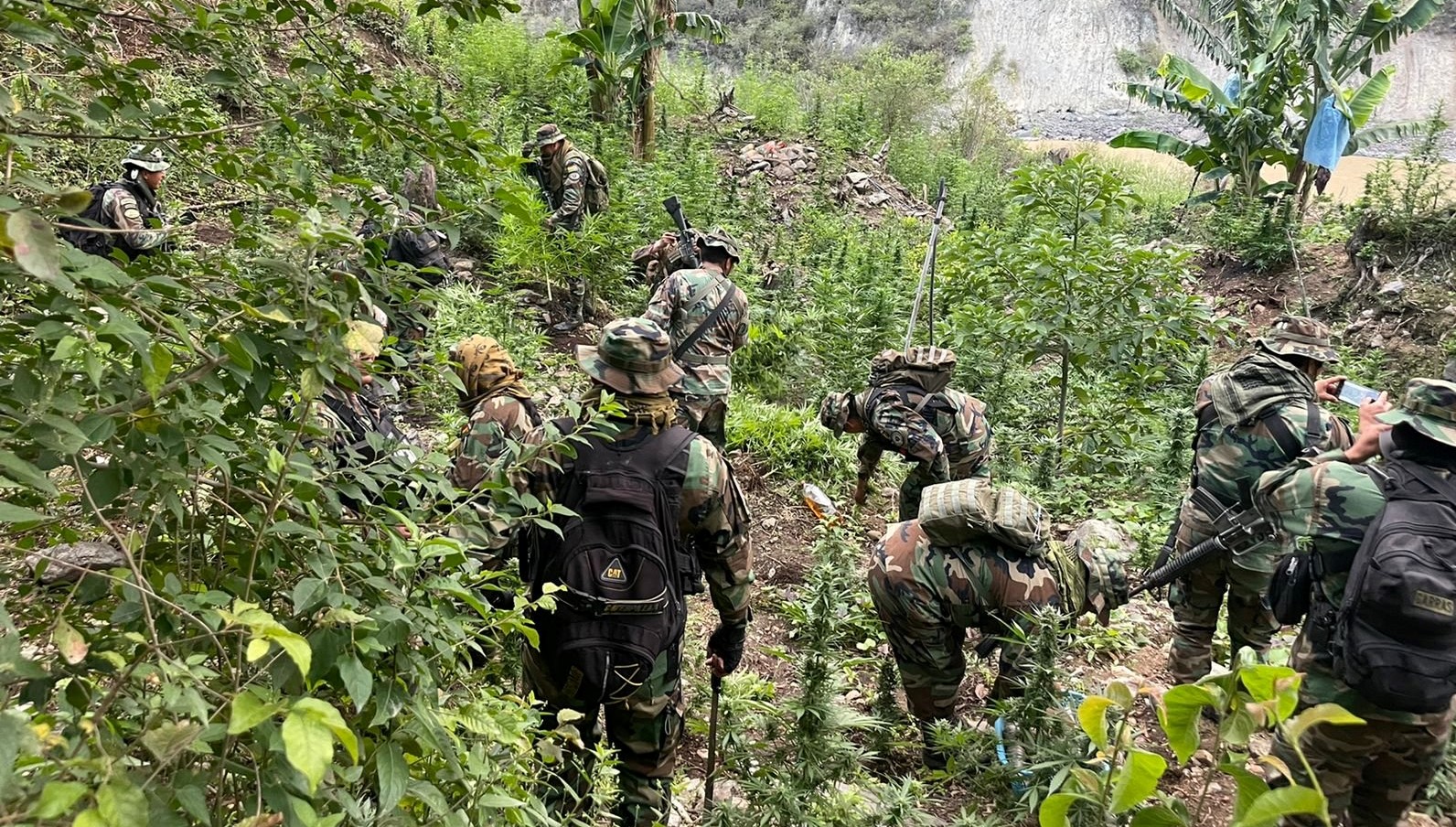 Fuerza antidroga incinera 37,5 toneladas de marihuana y afecta en más de $us 1 millón