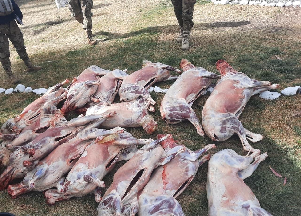 Viceministerio de Lucha Contra el Contrabando comisa 5,5 toneladas de carne en el Plan de Seguridad Alimentaria