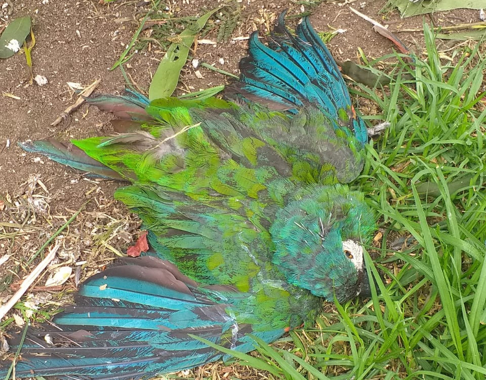 Defensoría del Pueblo exige informe a la alcaldía paceña por la muerte de 90 animales en Vesty Pakos