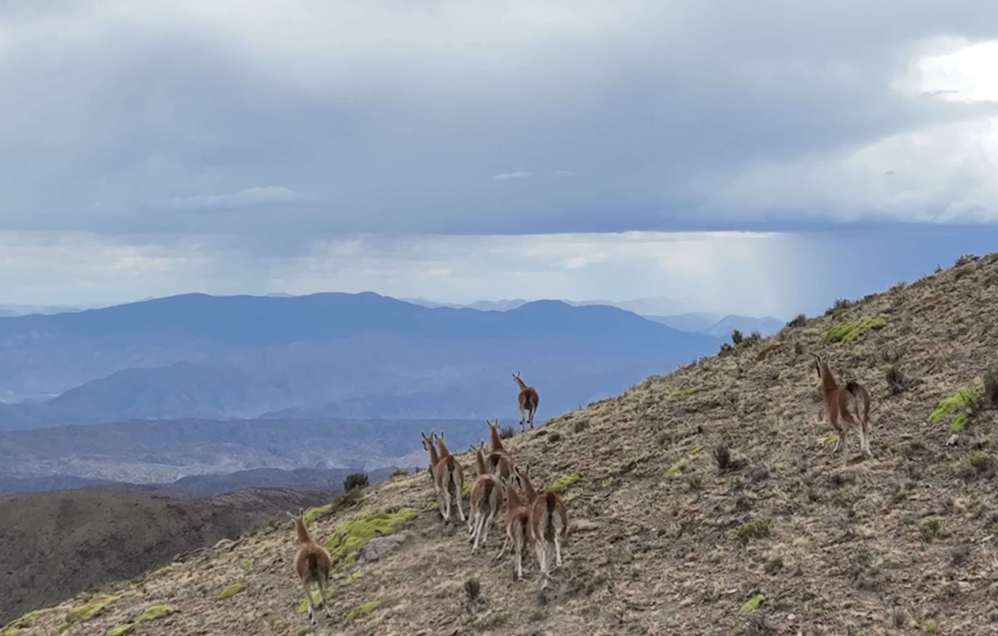 Habitad de 66 Guancos avistados en las montañas de Potosí se extendería hasta Chuquisaca